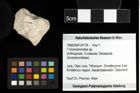 Foto (Objekt + Etiketten) von ? Goniodromites sp. 